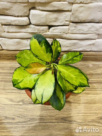 Хойя аустралис Лиза