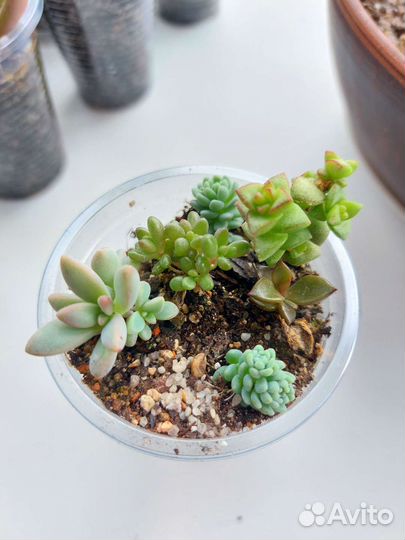 Суккуленты