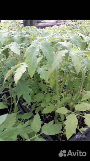 Овощи, цветы и др