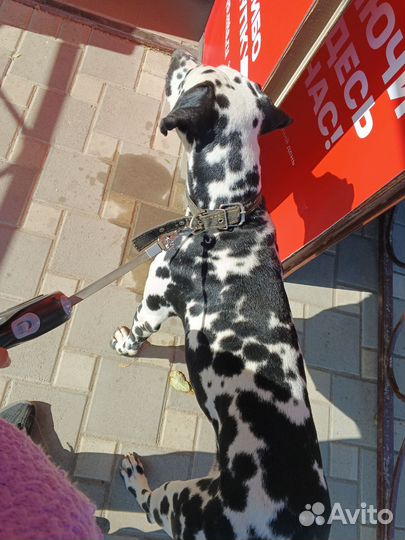 Далматин вязка