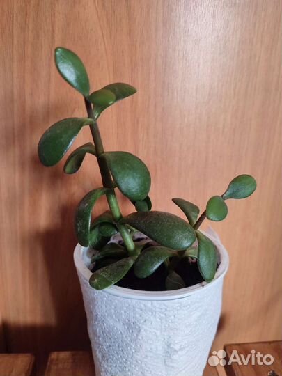 Красула толстянка