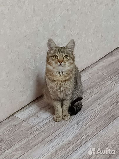 Кошка в дар бесплатно