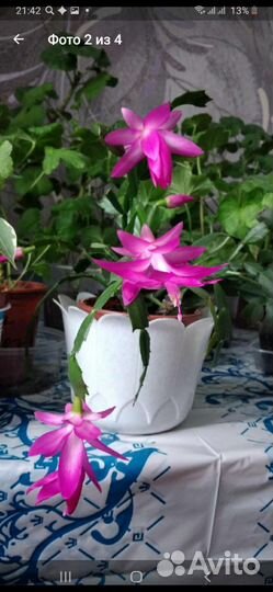 Цветы декабристы