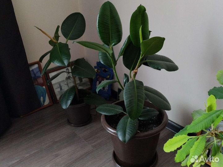 Фикус Робуста