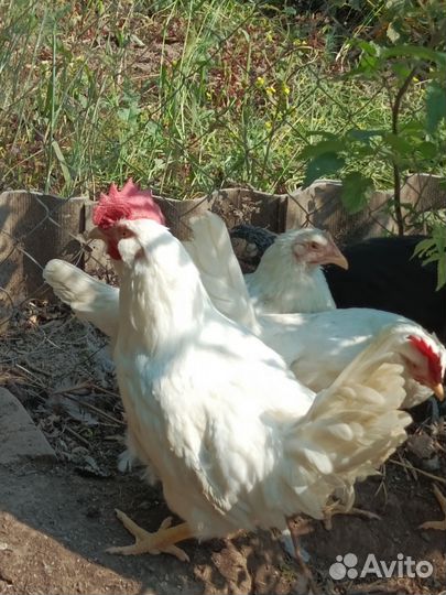 Продаются петухи