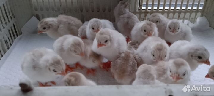 Цыплята цесарки