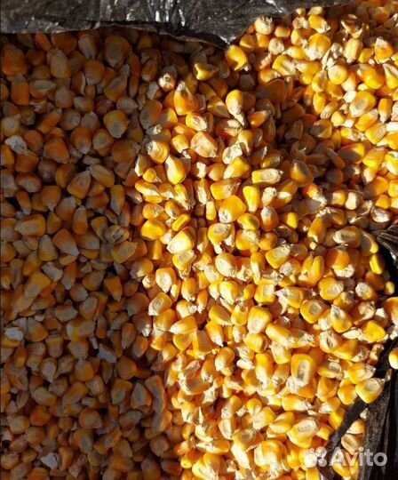 Фуражный горох, Просо на корм/посев