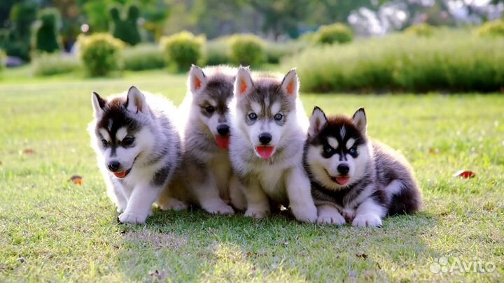 Офис-менеджер