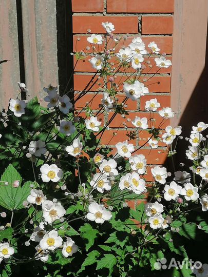 Анемона японская, многолетник, цветок для сада