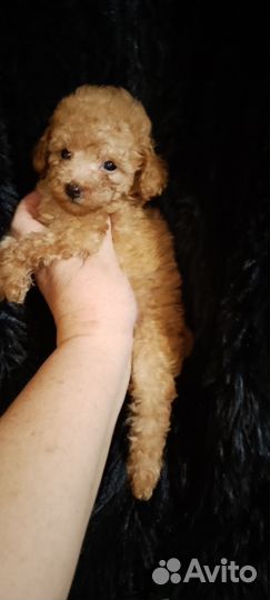 Той-пудель девчули