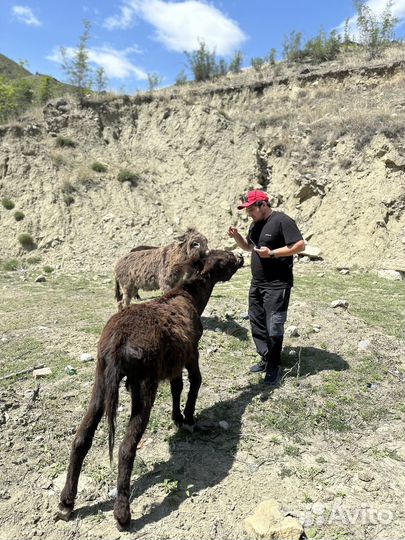 Гид экскурсовод