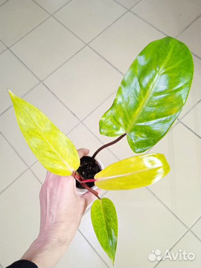 Филодендроны