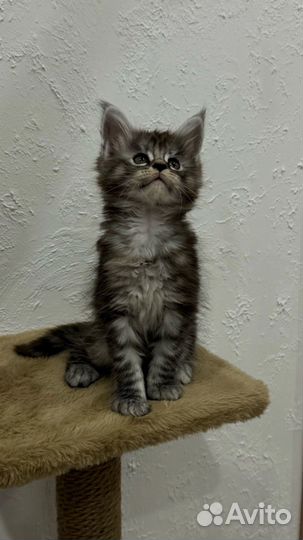 Котята мейн-кун