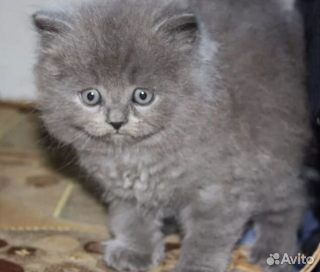 Британские котята