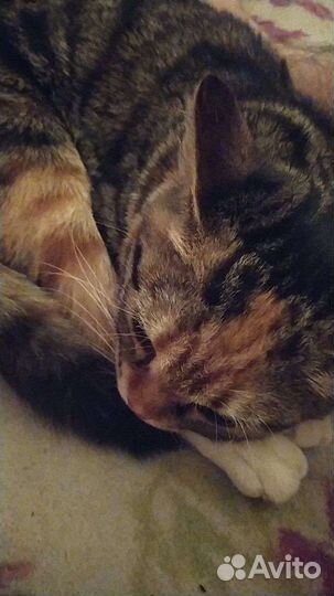 Кошка бесплатно