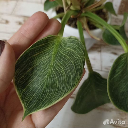 Филодендрон биркин
