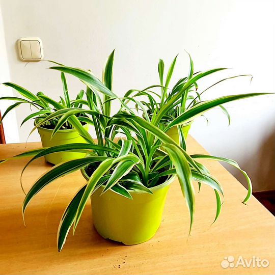 Хлорофитум полосатый