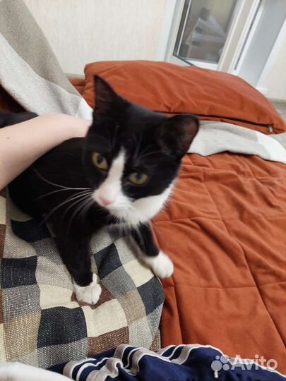 Кошка в ответственные руки