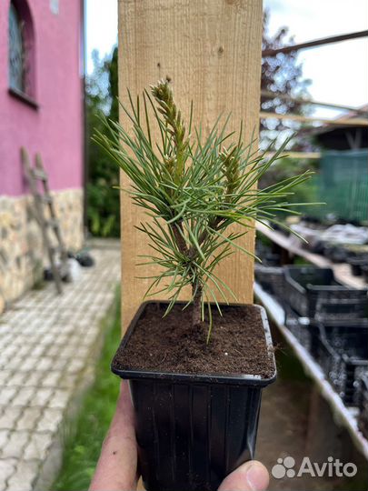 Саженцы кедра корейского 3-4 года