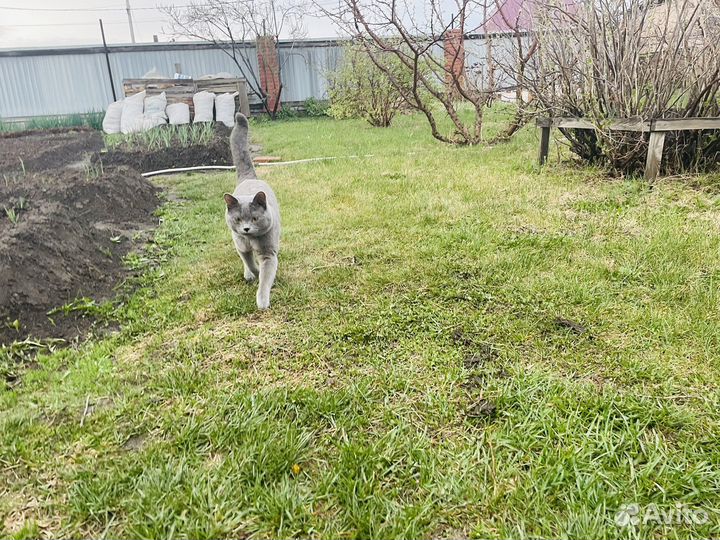 Британский кот Вязка