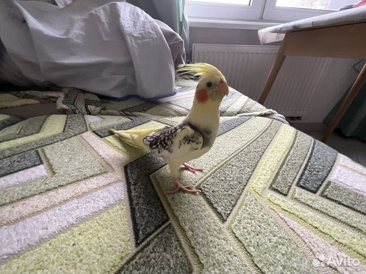 Попугай корелла ручной