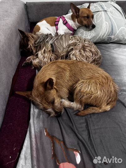 Девочка метис Йорка