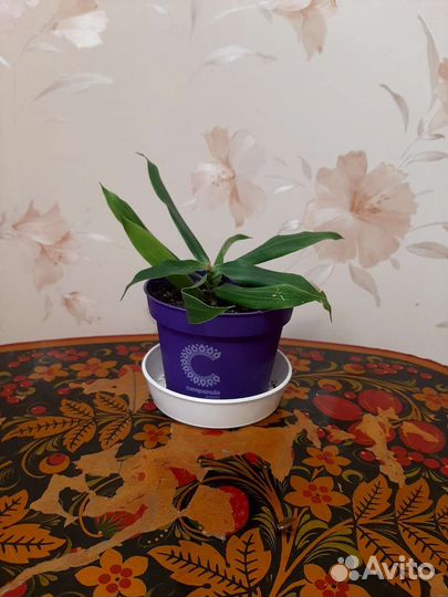 Цветы и горшки