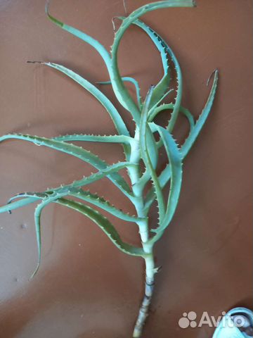 Алоэ столетник