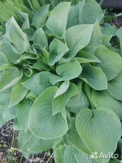 Хоста растение