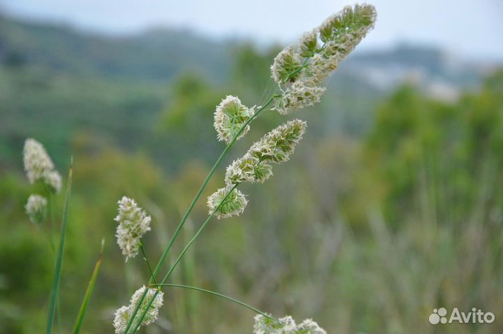 Ежа Сборная, семена от производителя оптом