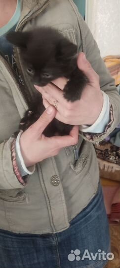 Отдам котят
