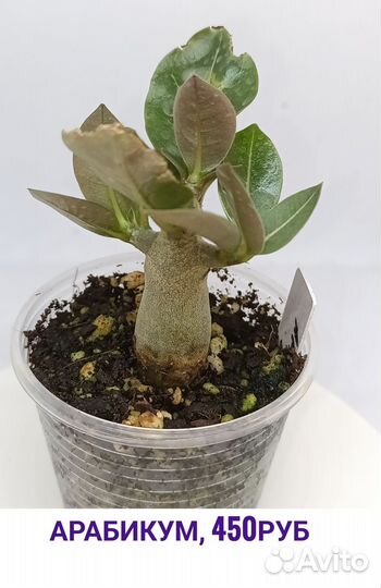 Саженцы адениум арабикум