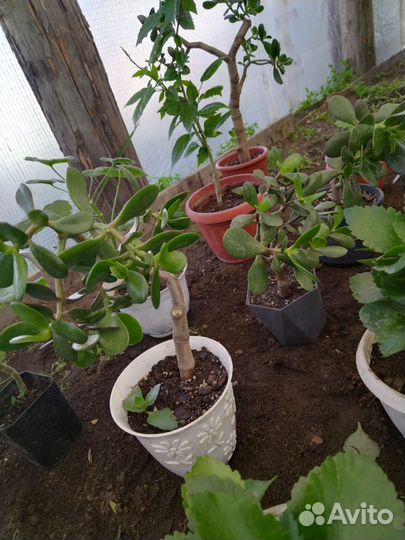 Крассула толстянка