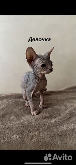 Донской сфинкс