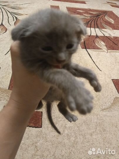 Котята