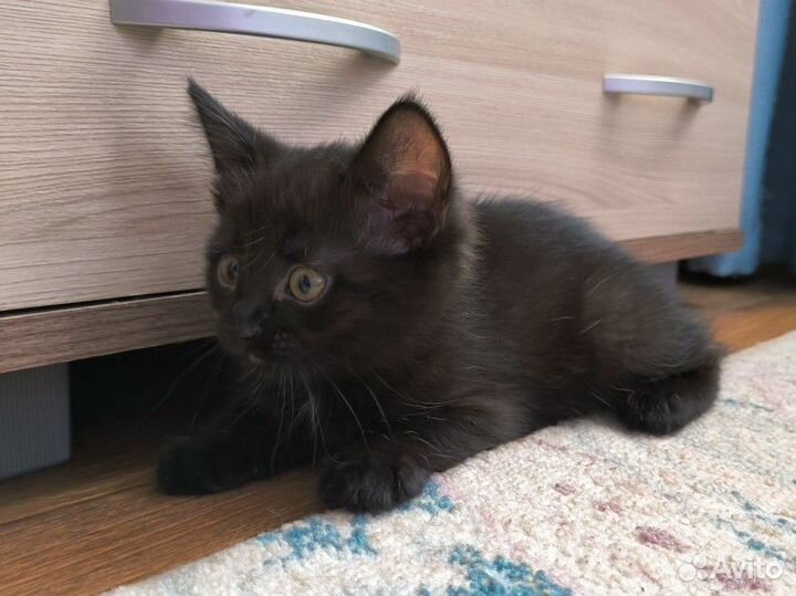 Чёрный котёнок девочка