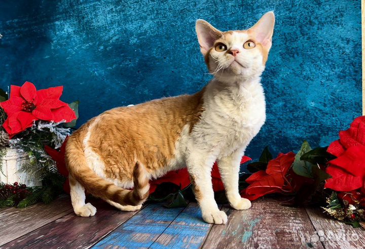 Котята девон-рекс