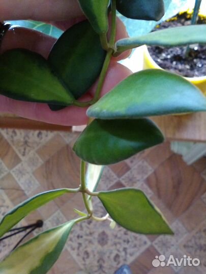 Хойи, дисхидия, эсхинантусы