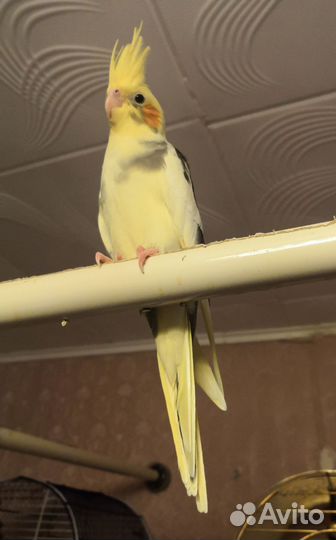 Попугай корелла птенец