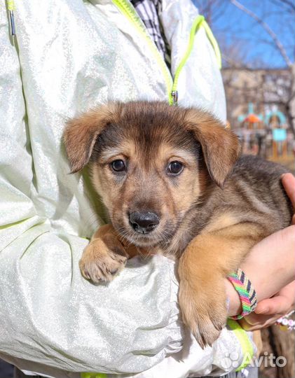 Щенок в добрые руки