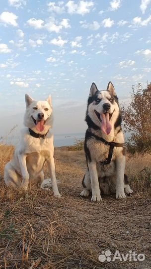 Сибирский хаски