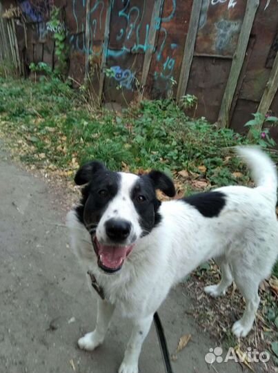 Марта ищет дом