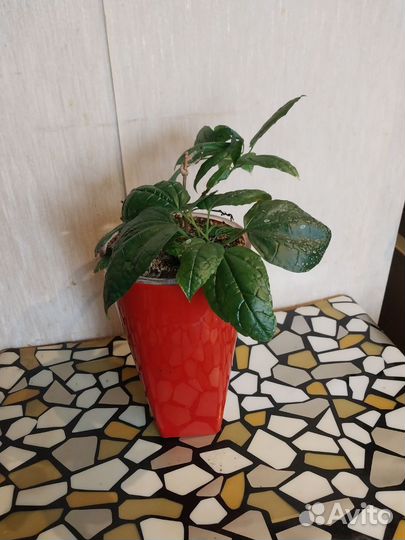 Комнатные цветы