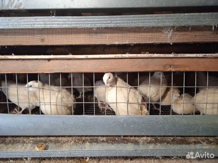 Яйца перепелиные домашние