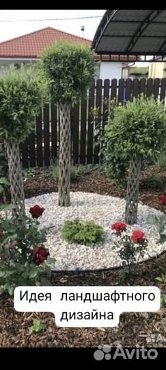 Ива плетеная