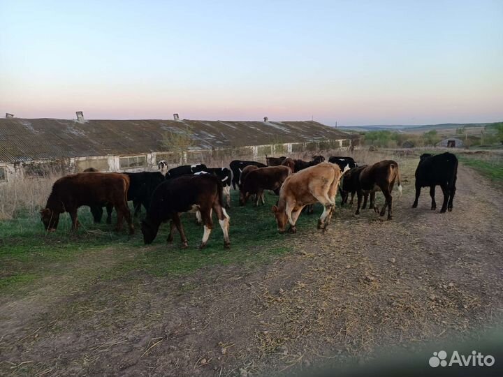 Тёлочки возраст 1 год и 4 месяца
