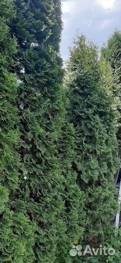 Туи в наличии