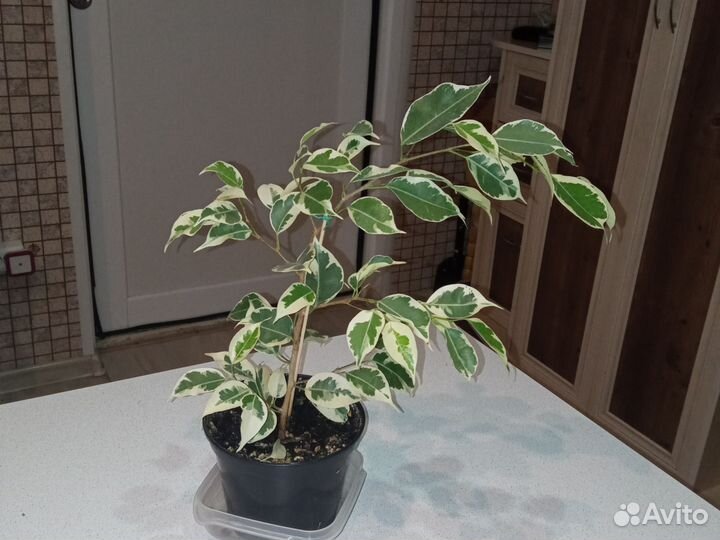 Фикус Бенджамина