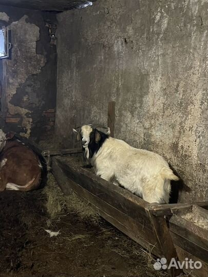 Бурский козел