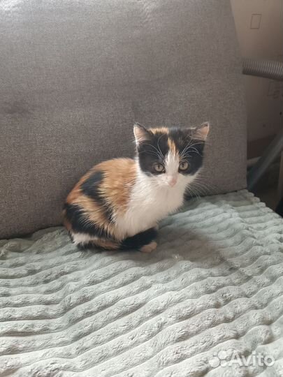 Кошка в дар бесплатно